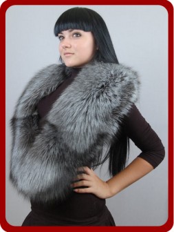   Silver  Fox